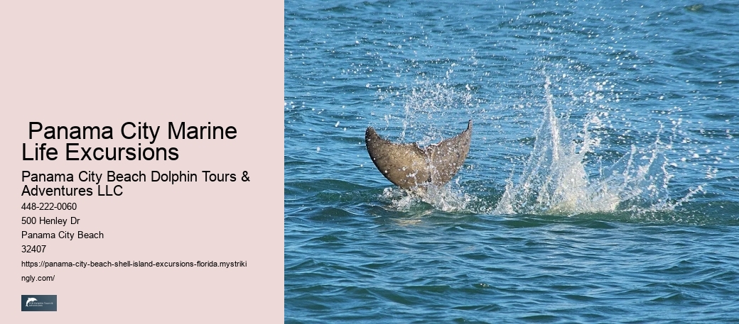  Panama City Marine Life Excursions