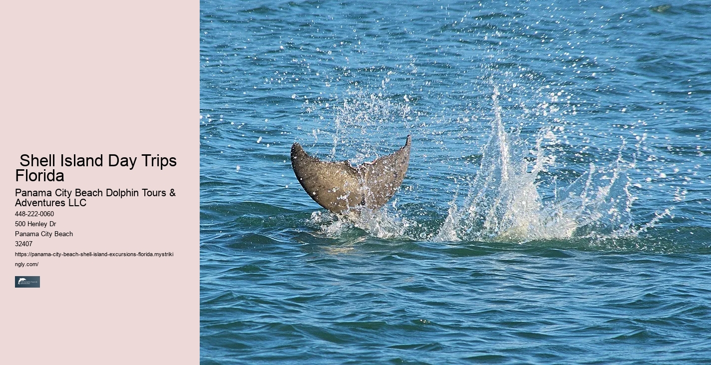  Do You Find A Lot Of Shells On Shell Island