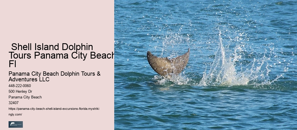  Shell Island Dolphin Tours Panama City Beach Fl