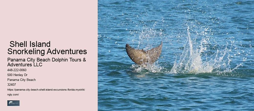  Shell Island Snorkeling Adventures